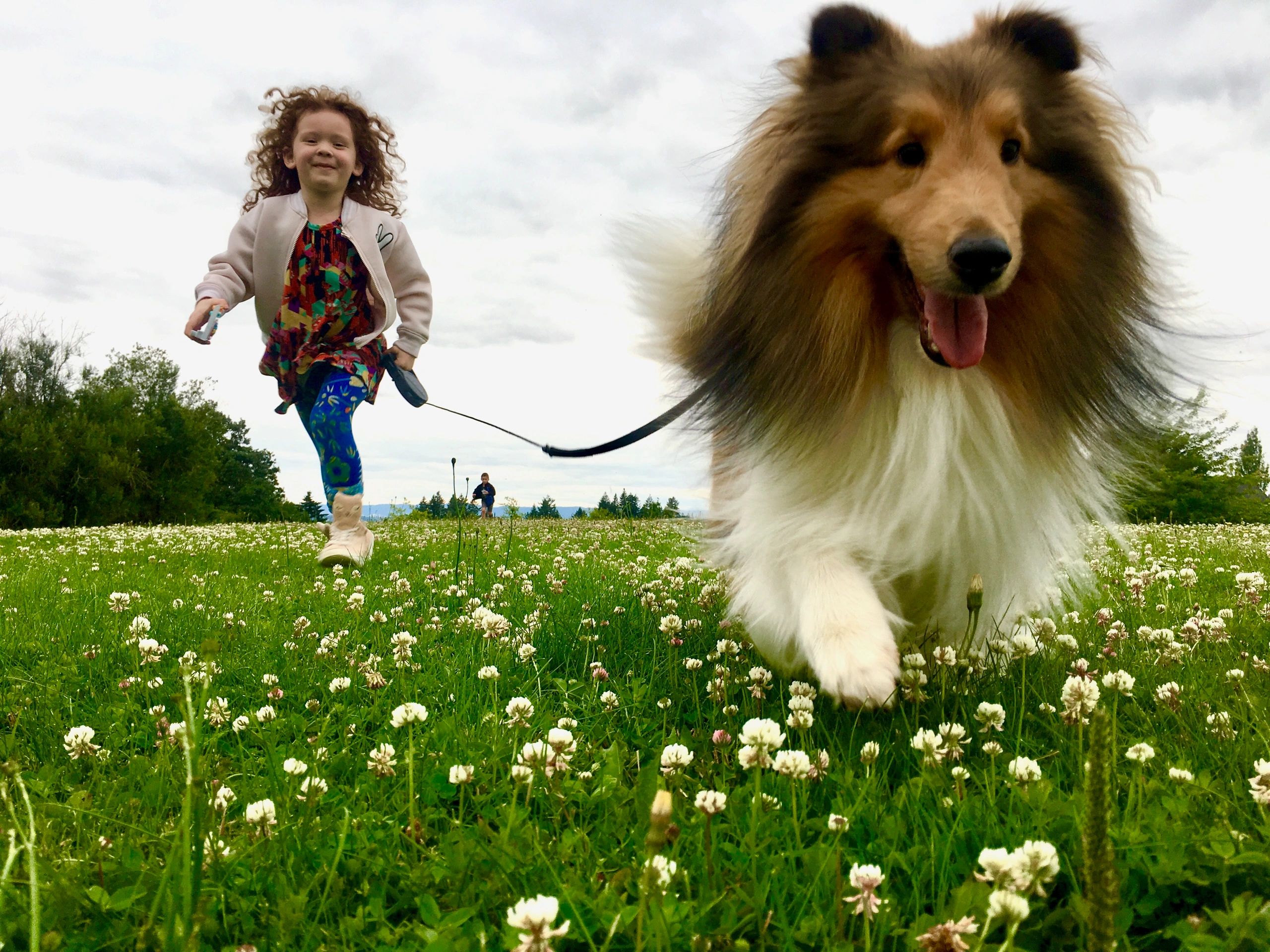 Akc shelties deals for sale